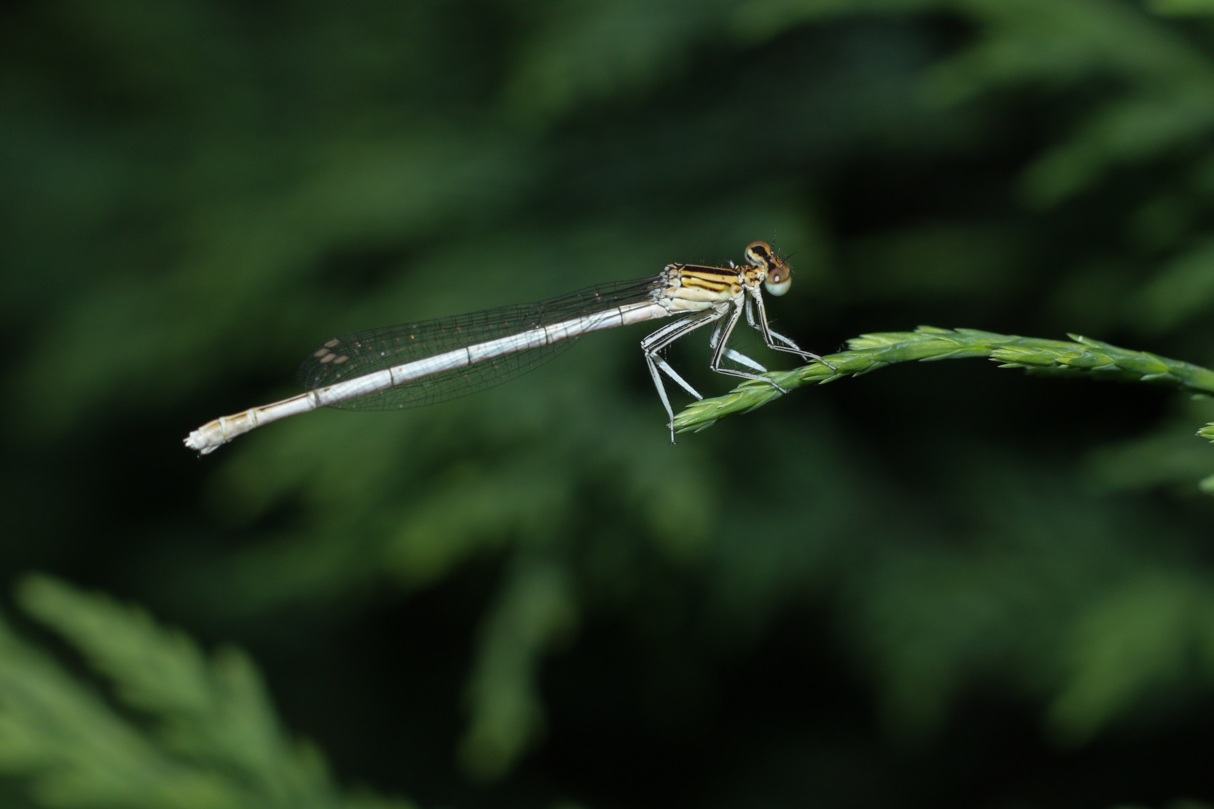 libellula