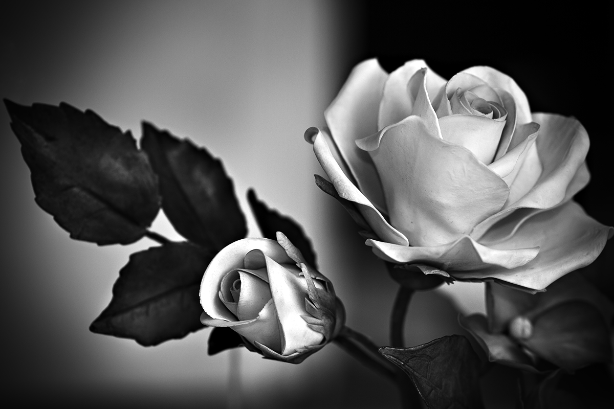 Rose sugar paste b & n