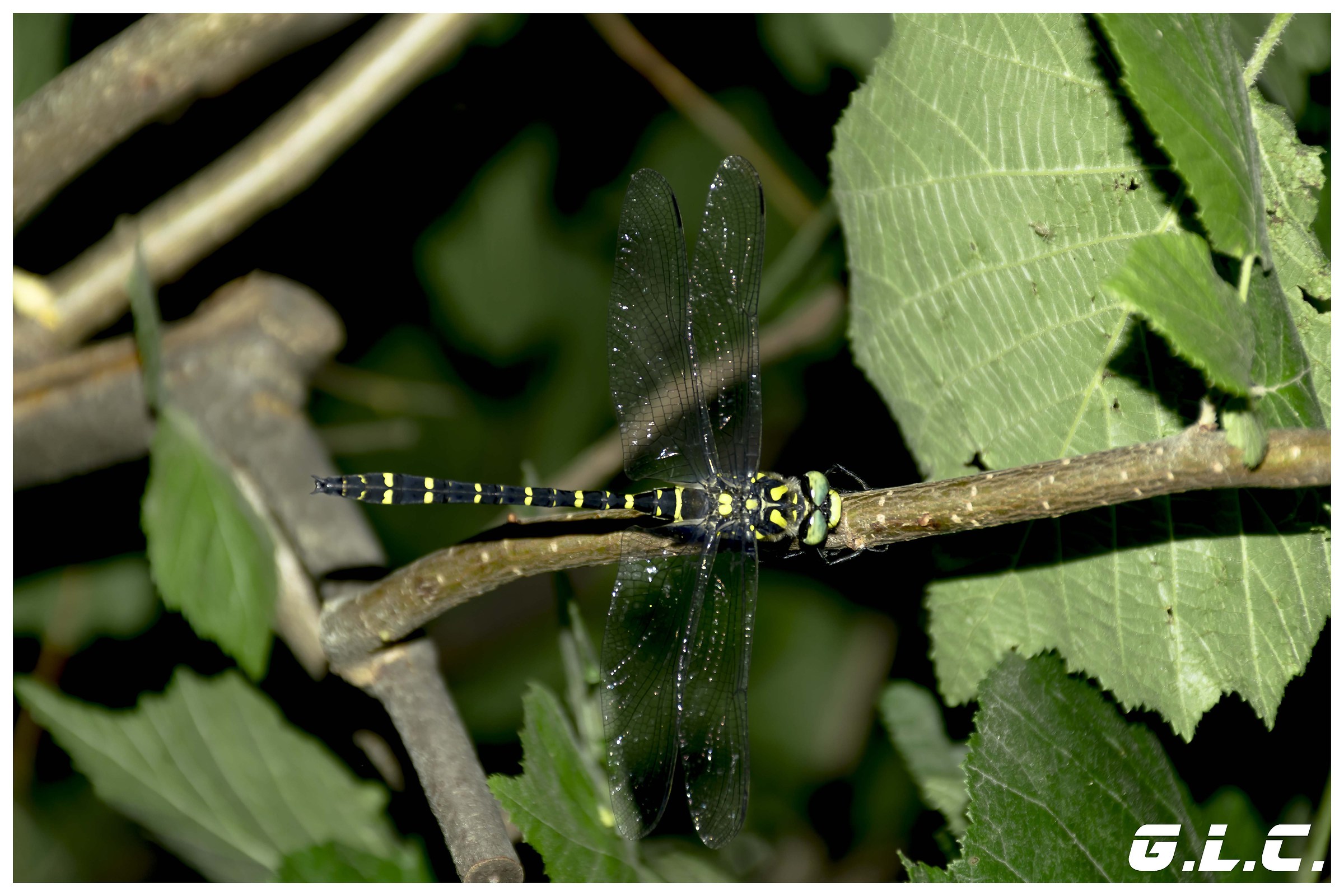 libellula