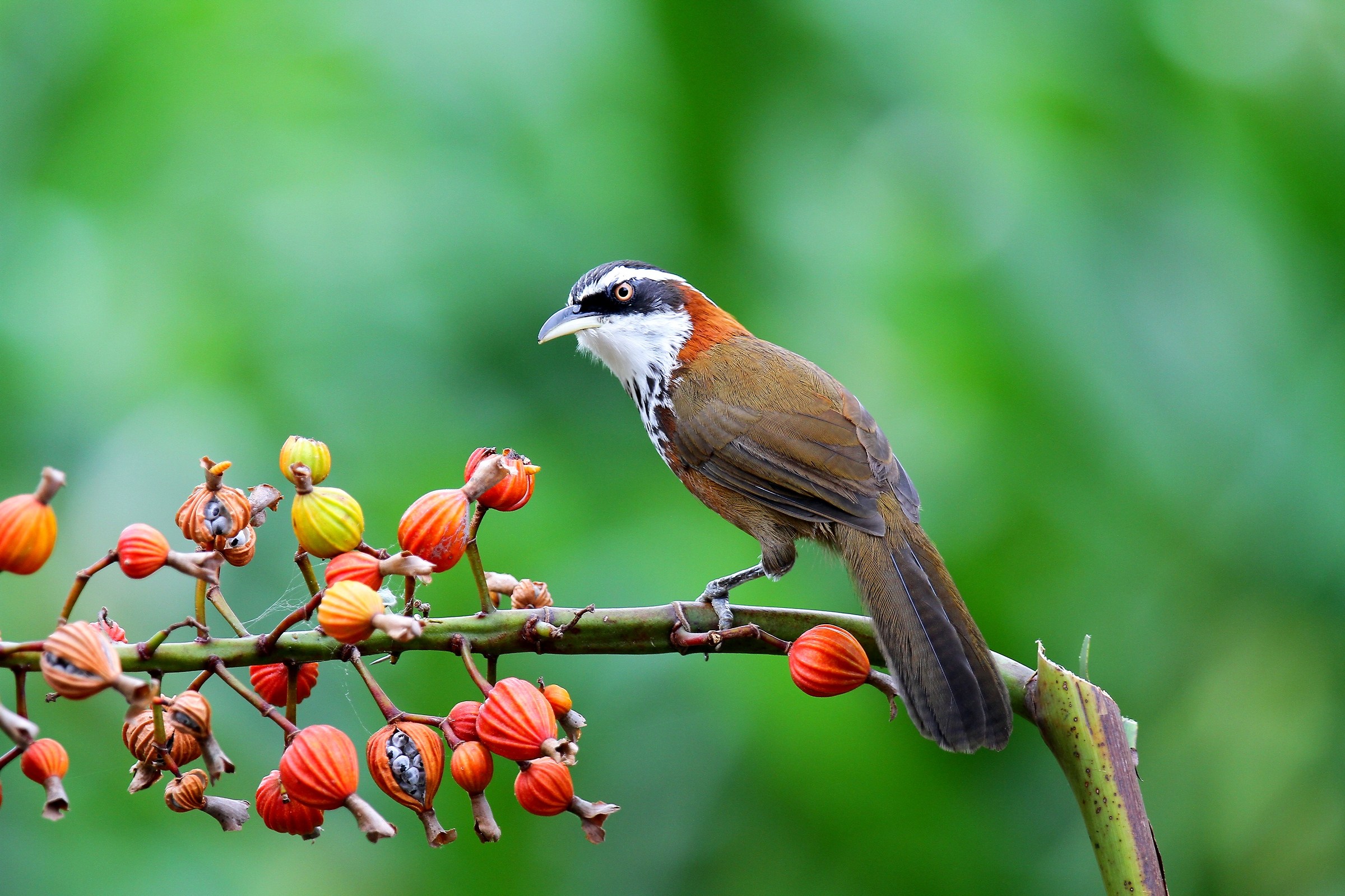 Lesser Scimitar Babbler