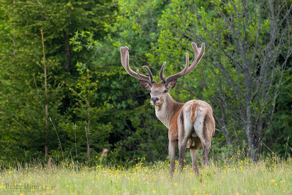 In the shadows of the forest