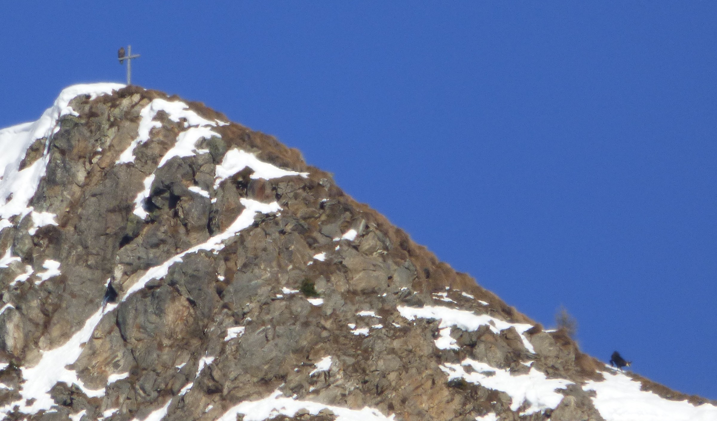 L'aquila e il camoscio