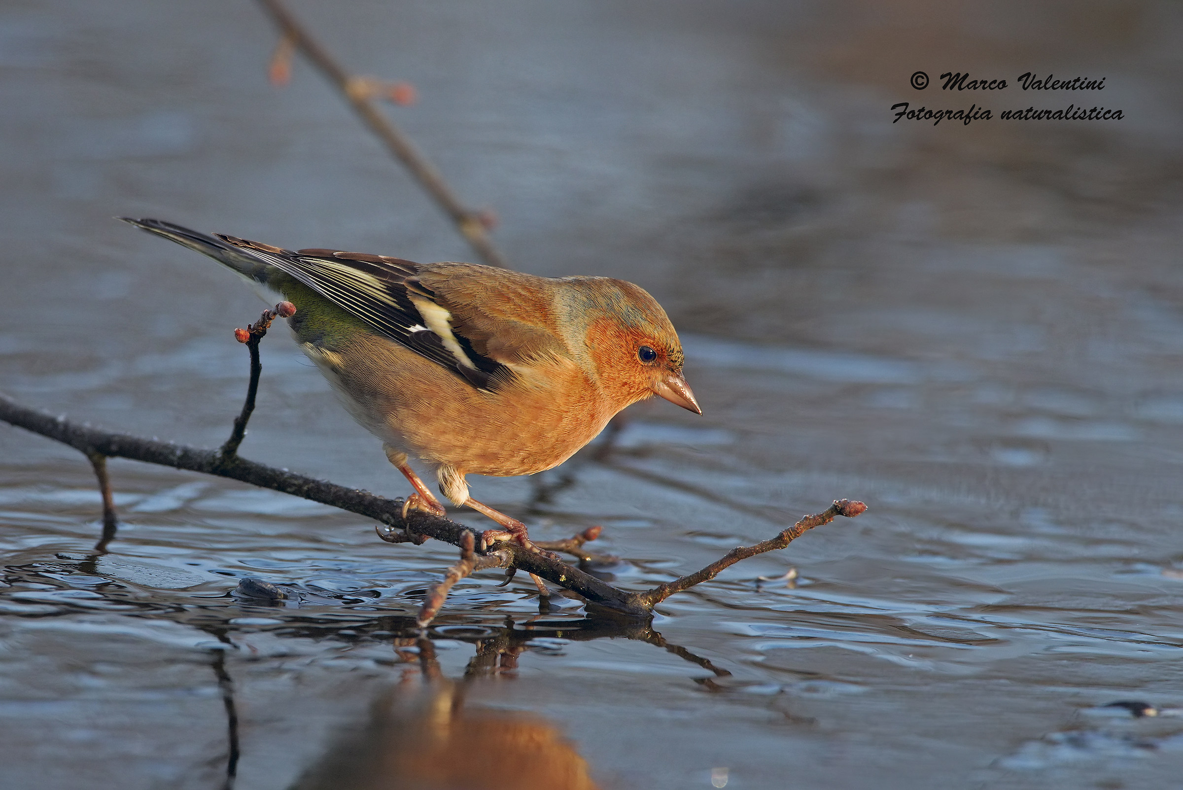 Chaffinch dawn