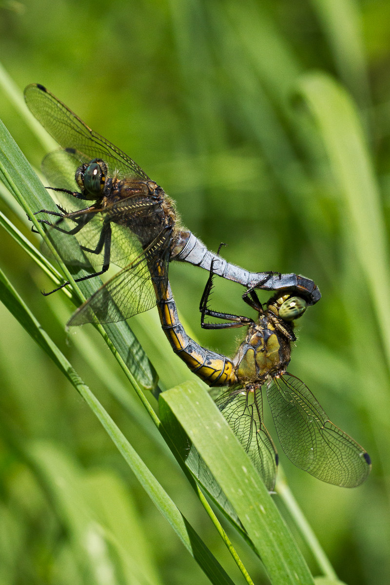 Orthetrum cancellatum