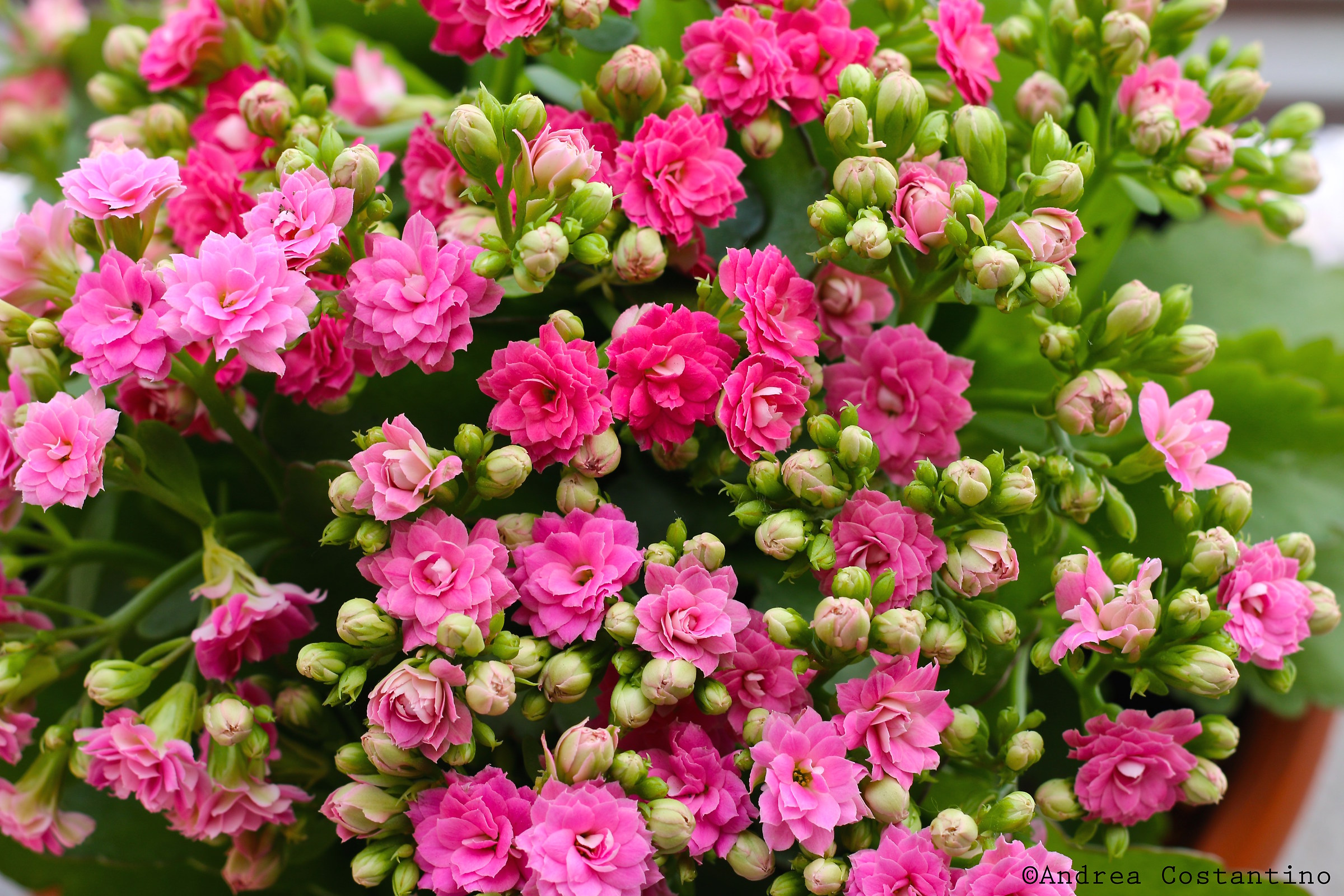 First shots with the 50mm 1.8