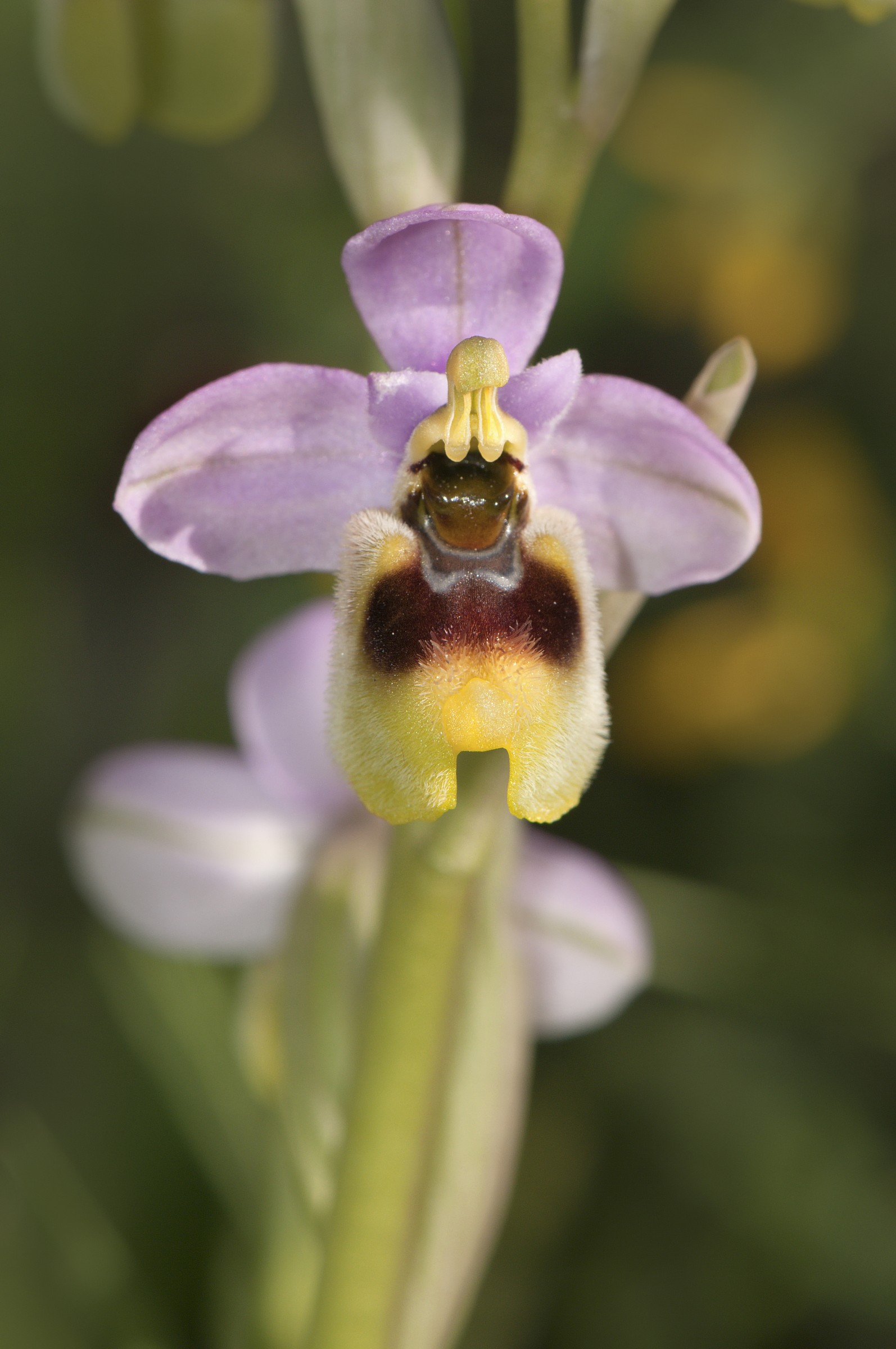 Ophris tentredinifera, Ardauli