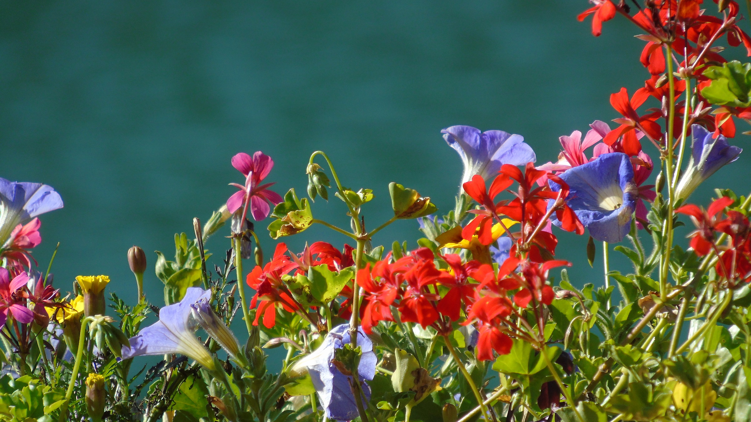 Fiori al lago di Alleghe
