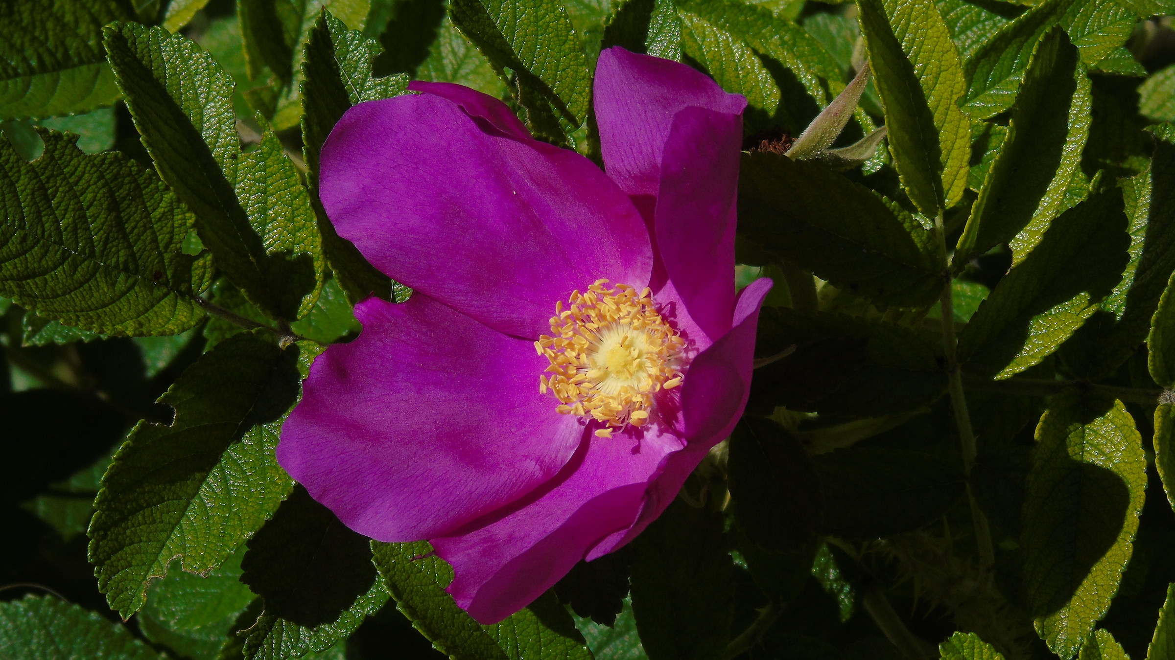 Flowers of Lake Alleghe 2