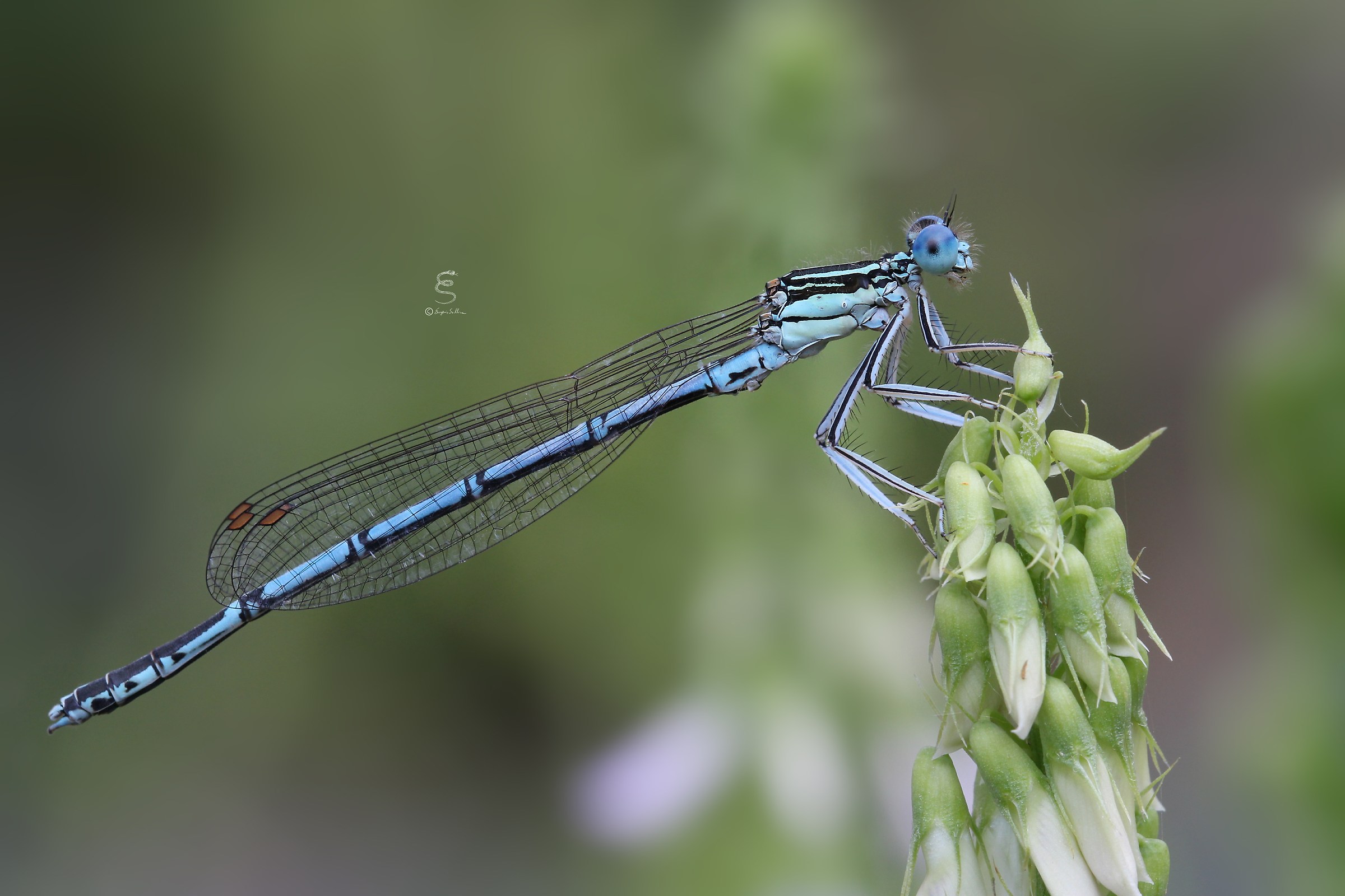 Platycnemis pennipes?