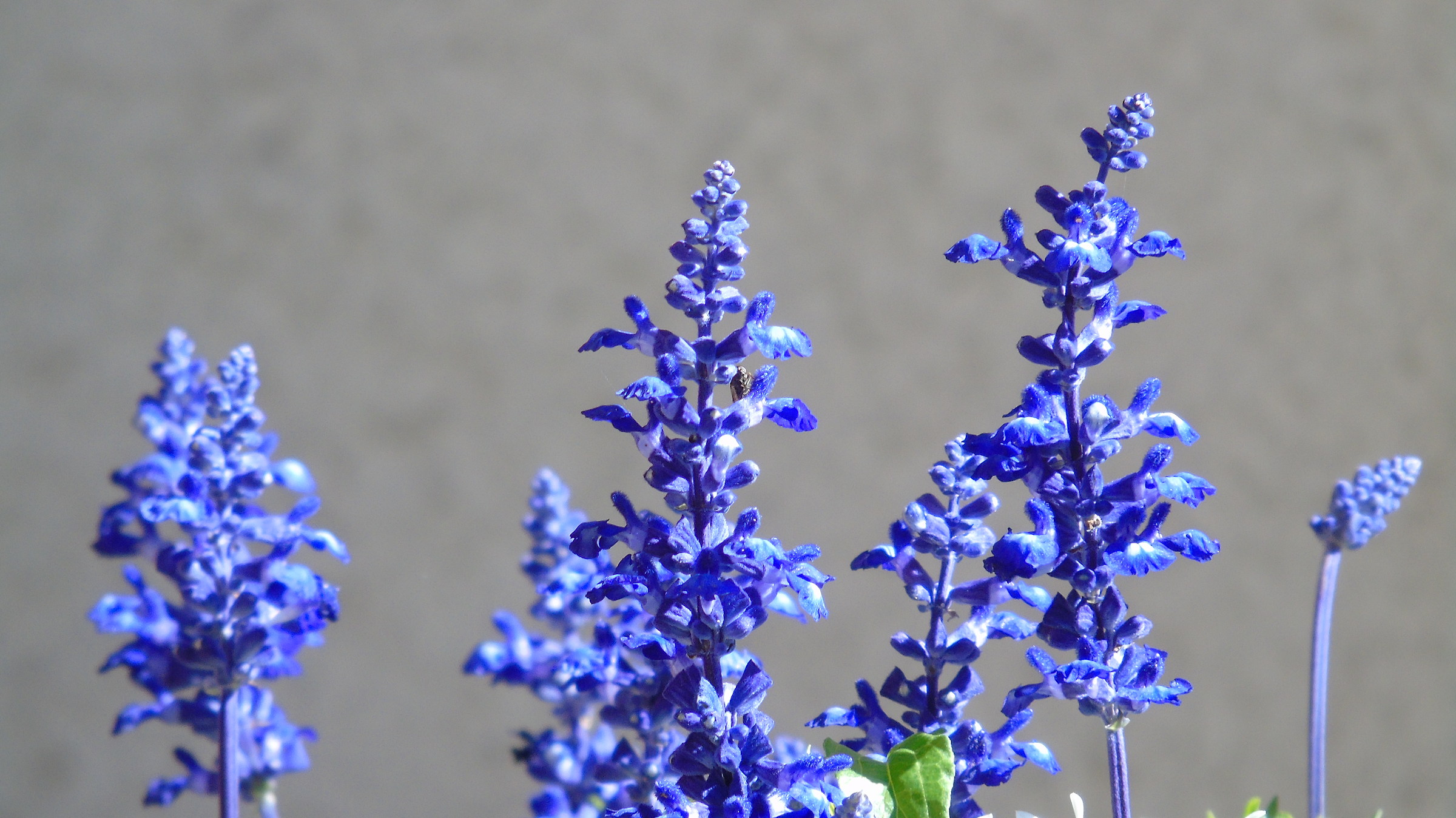 Fiori al lago di Alleghe