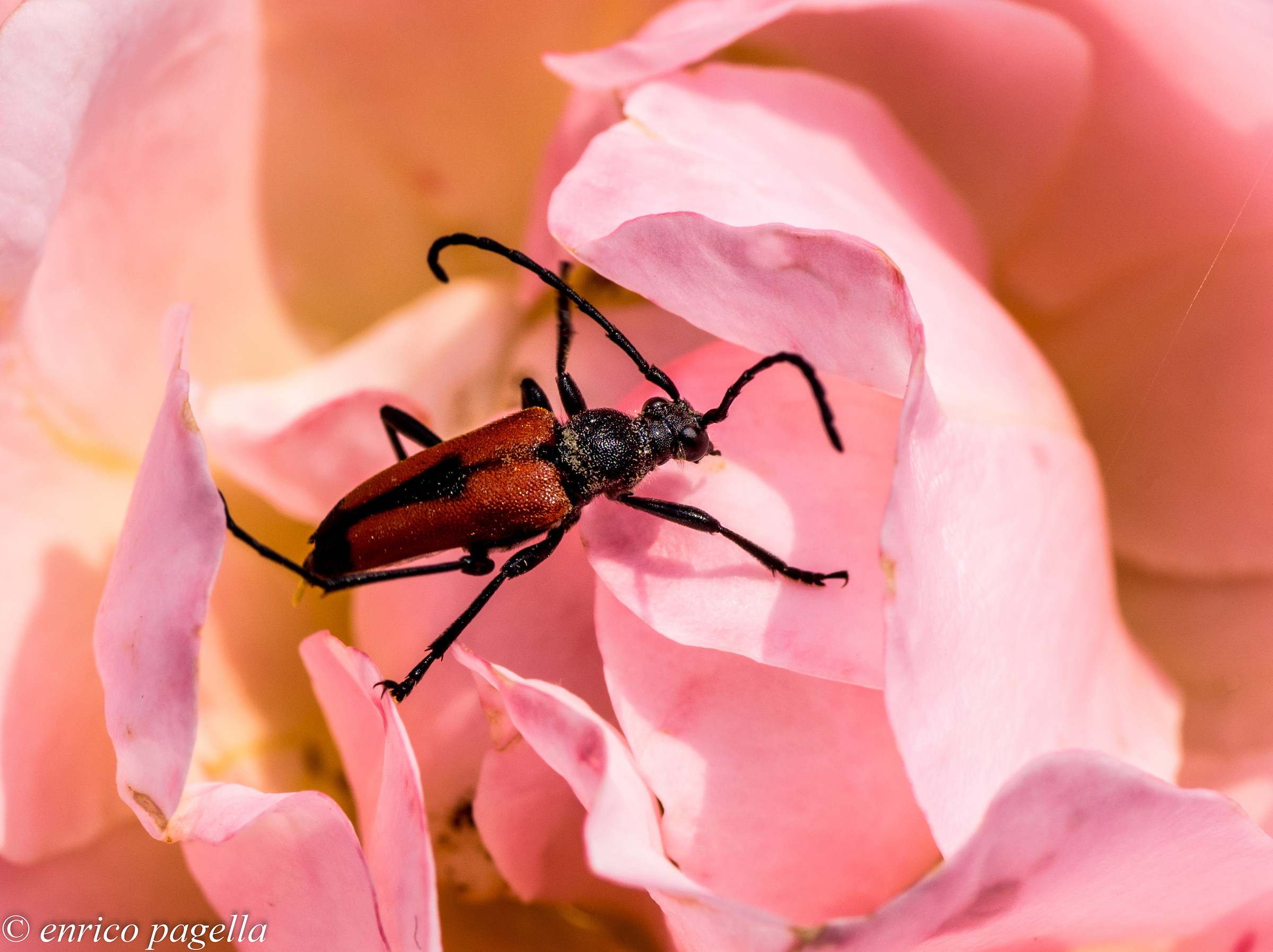 on a carpet of pink petals of a pink rose