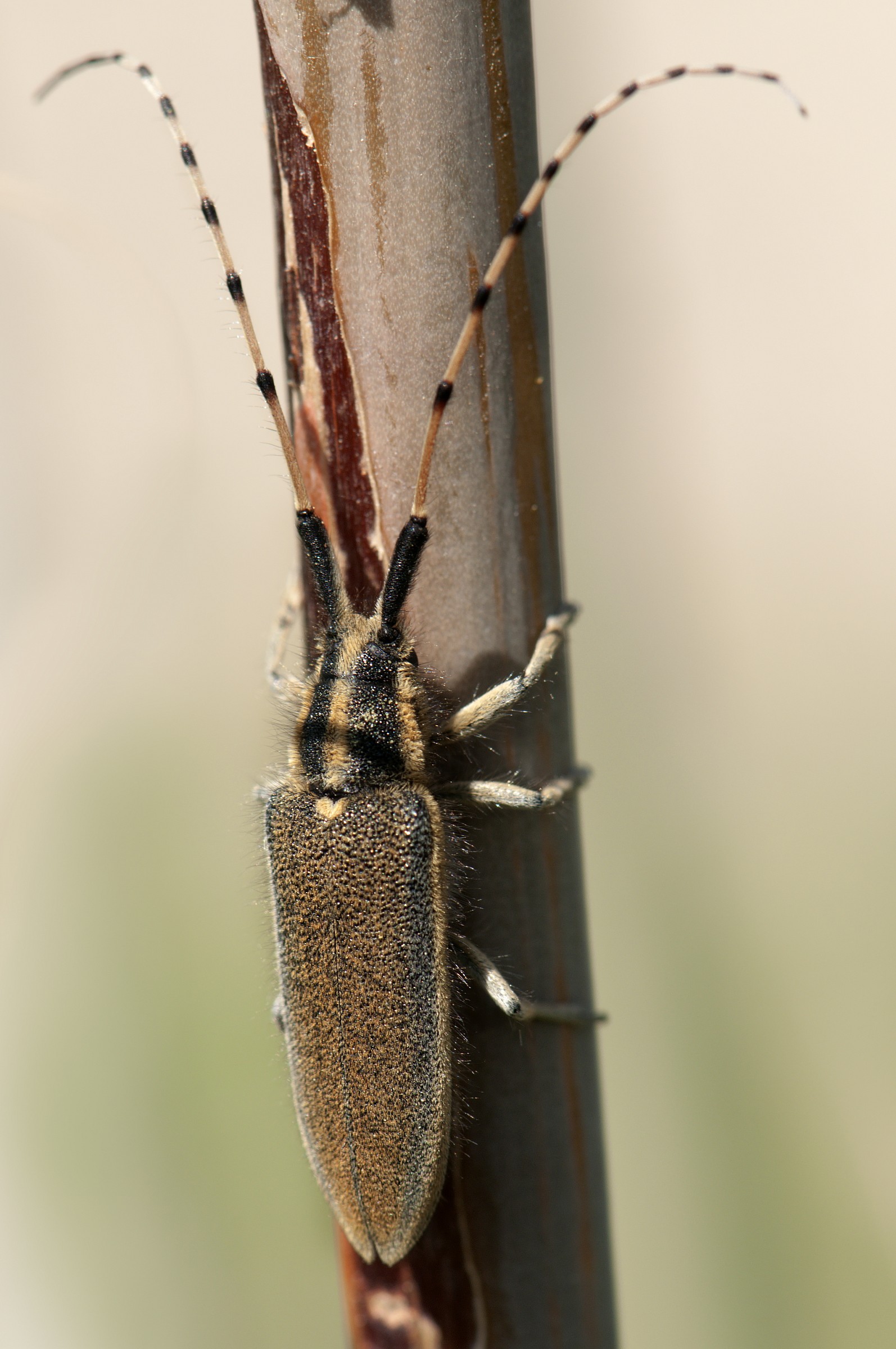 Cerambicide su Asfodelo