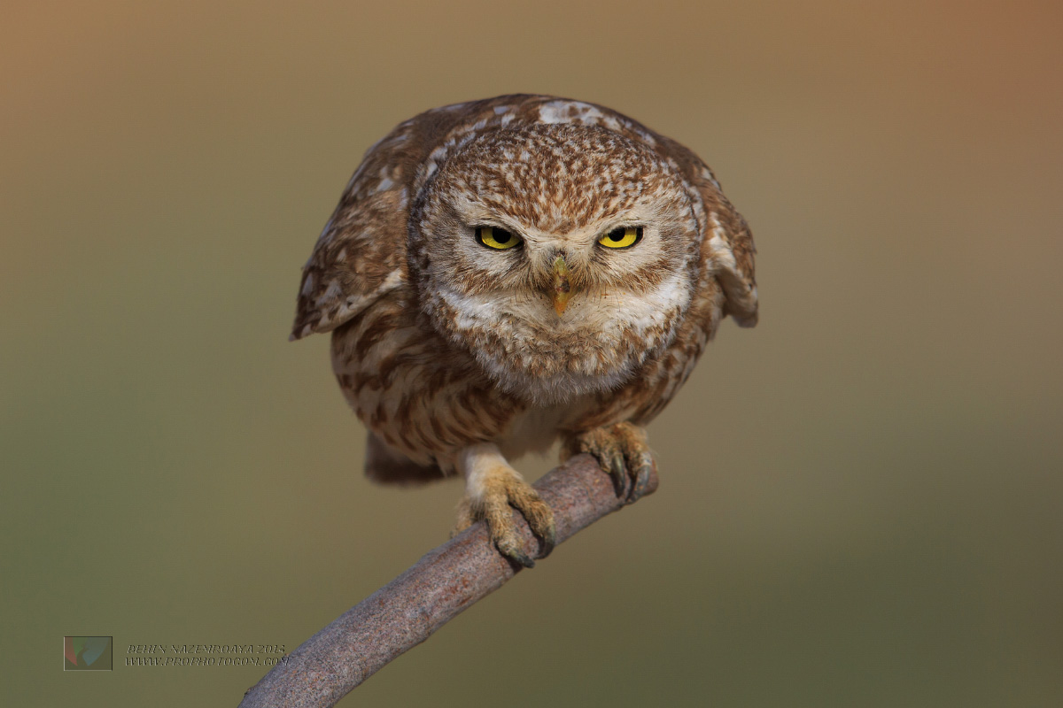 Little owl(2)