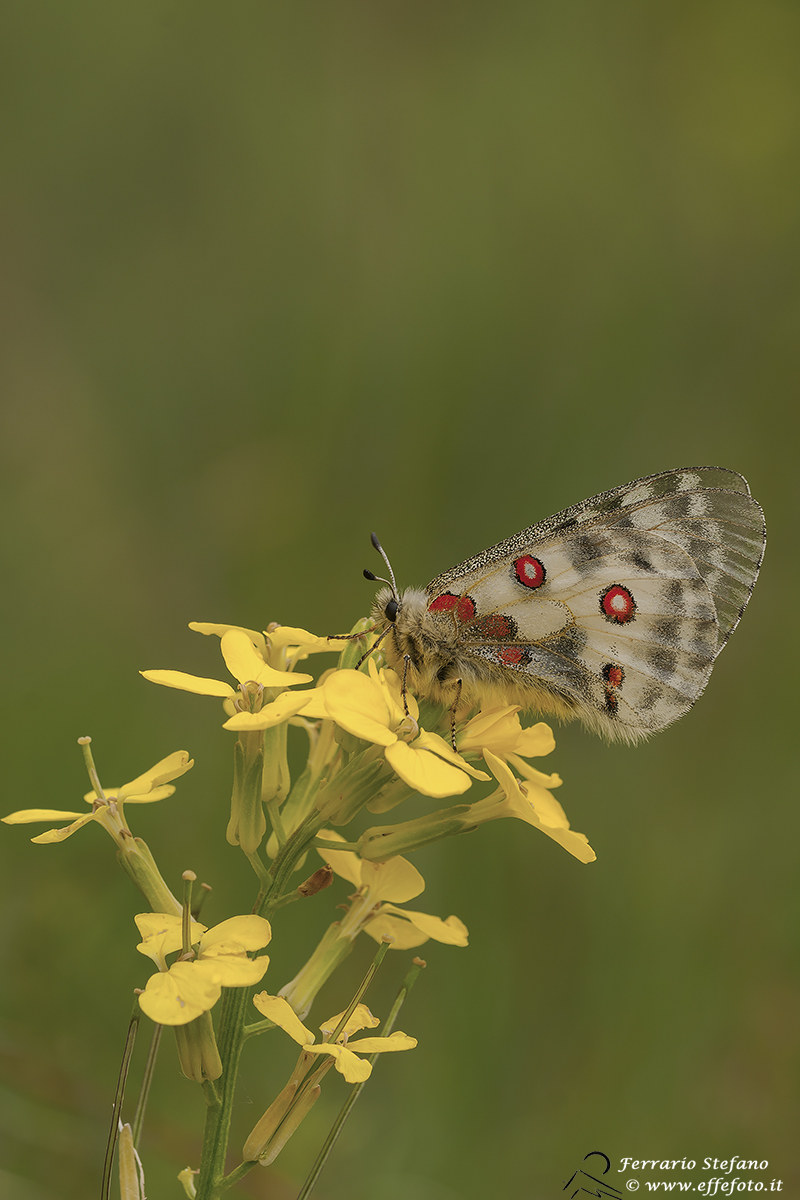 Parnassius Apollo