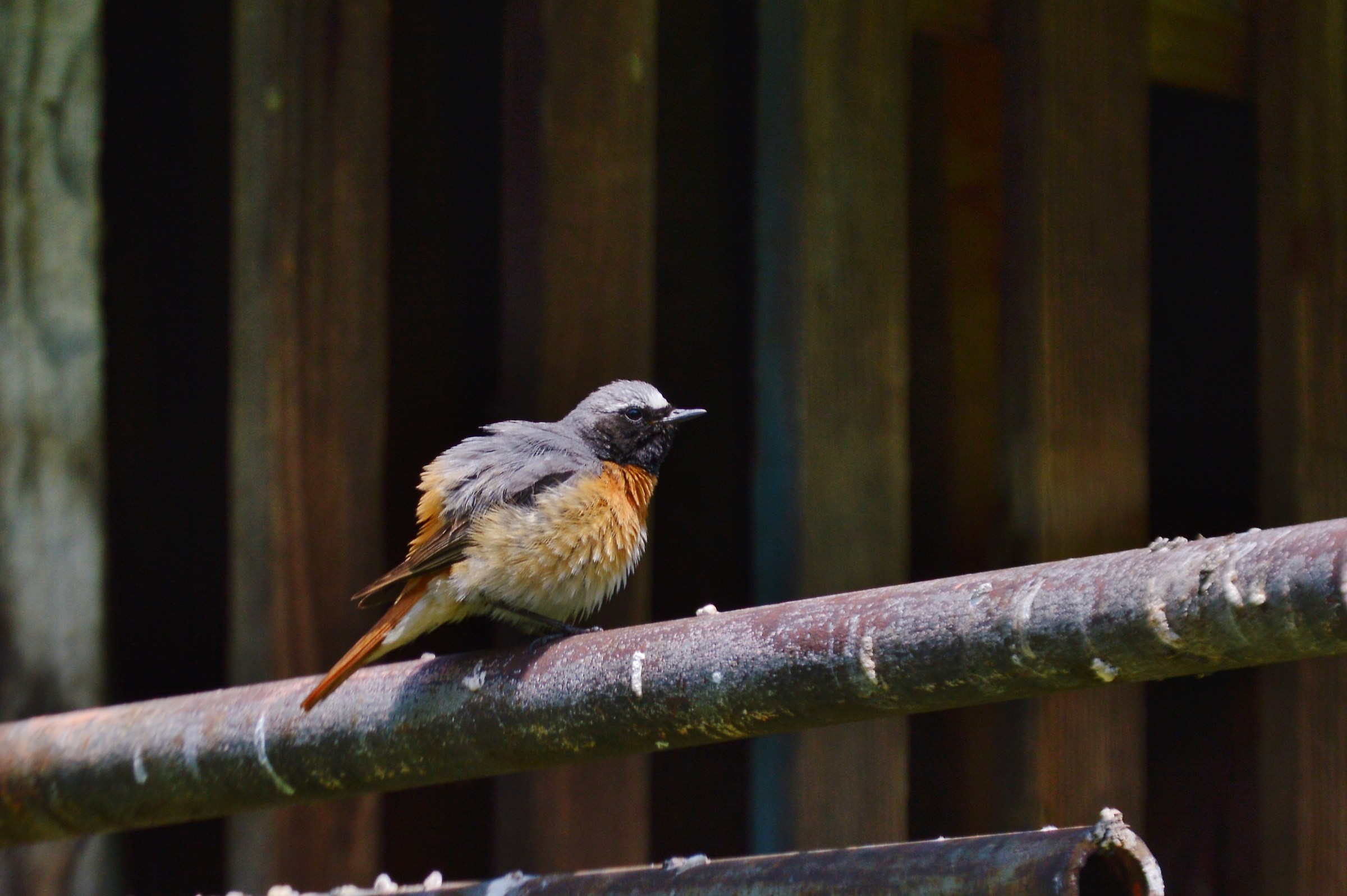 maschio di codirosso comune-