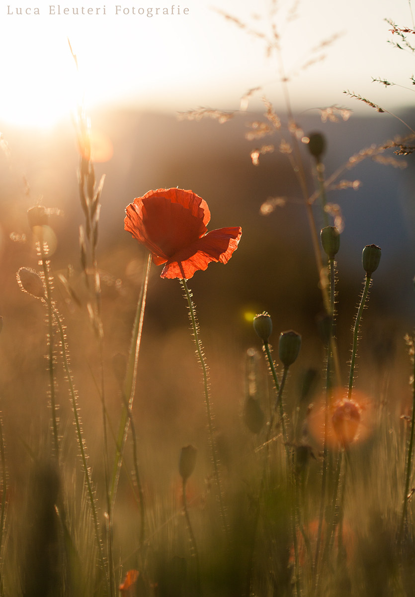 Semplicemente, papavero!