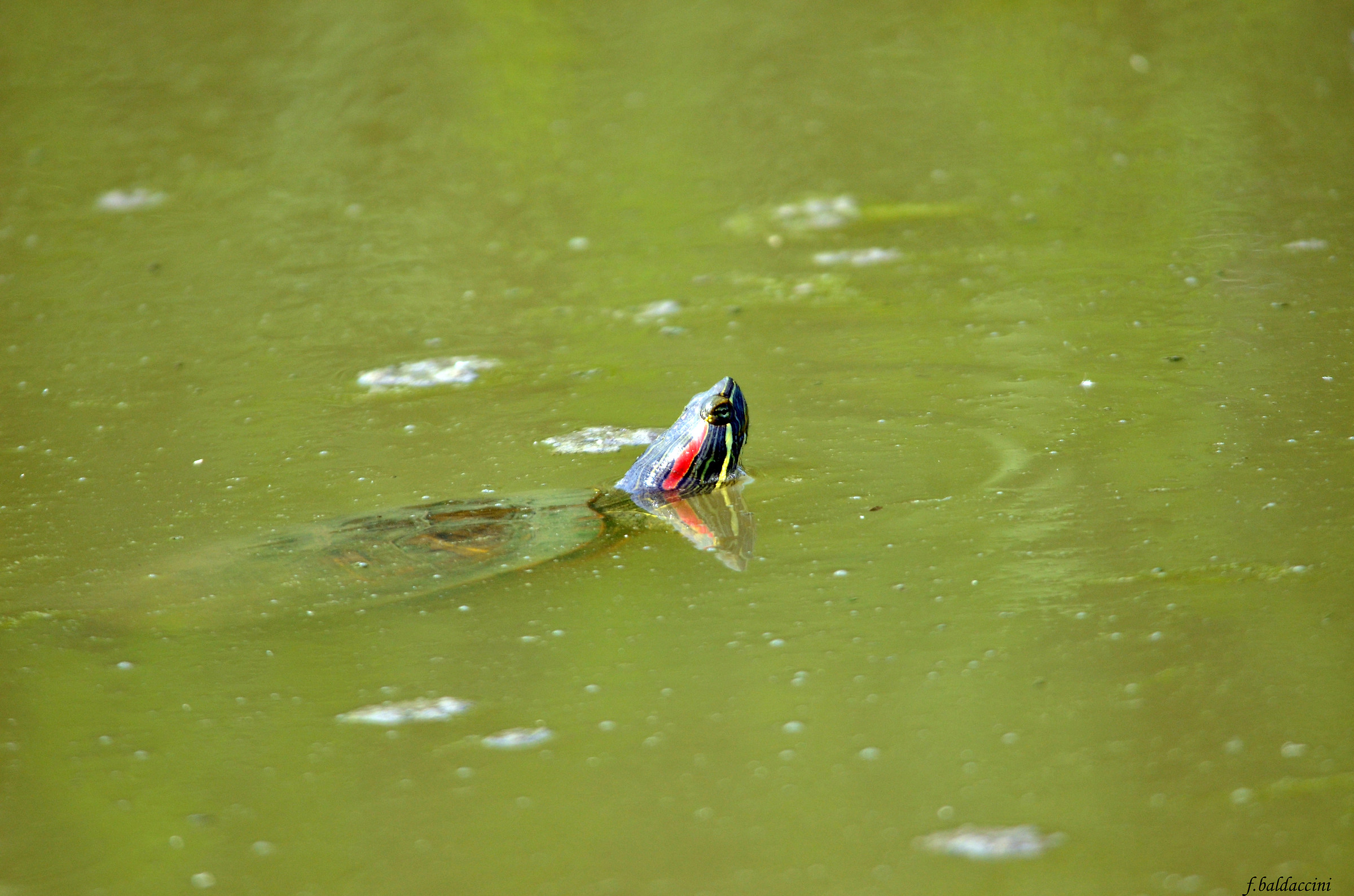red-eared turtle