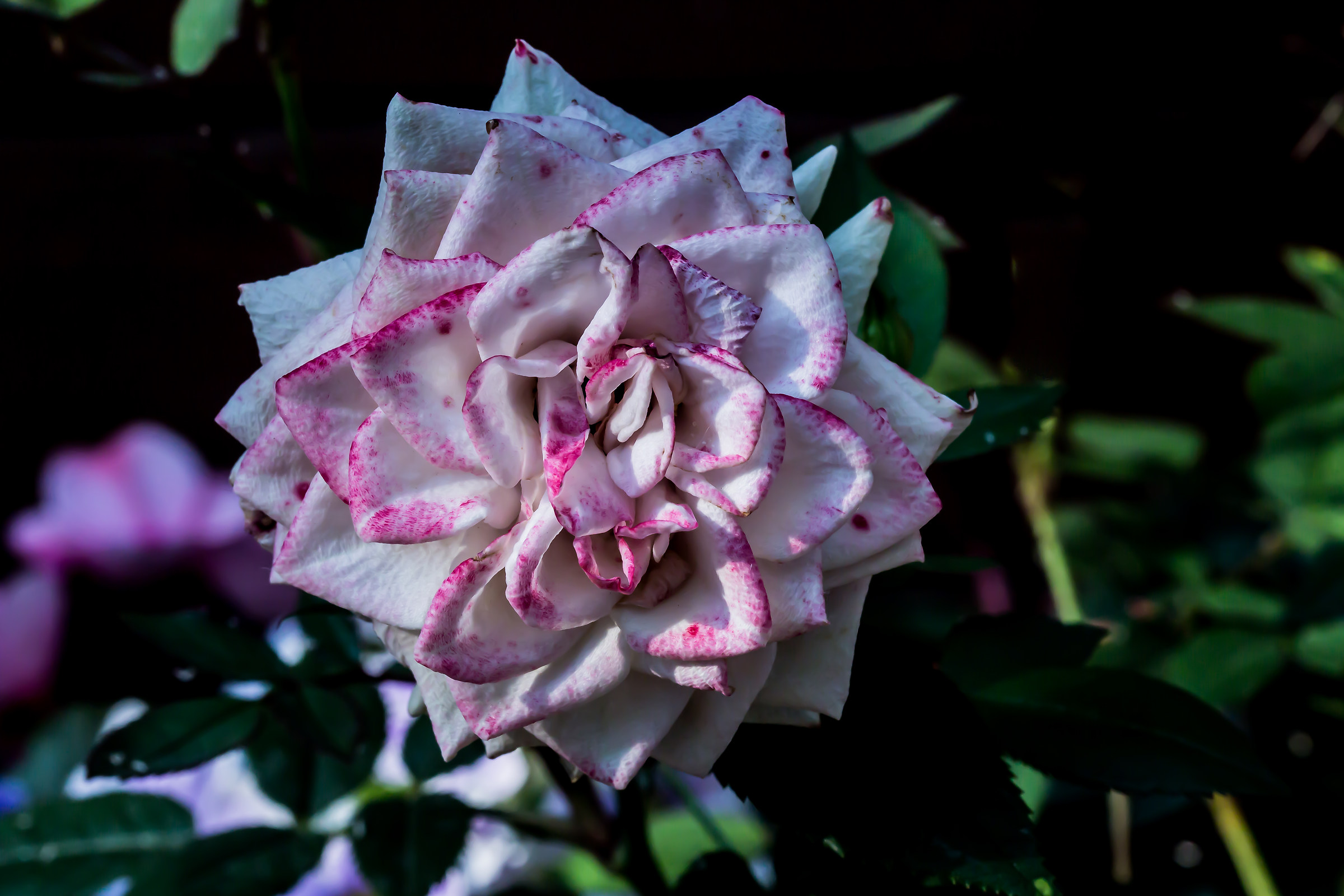 the rose that I took no