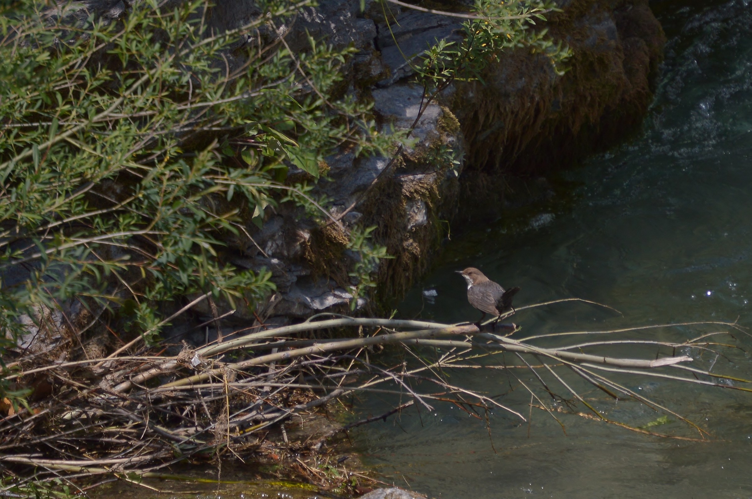 merlo acquaiolo su ramo