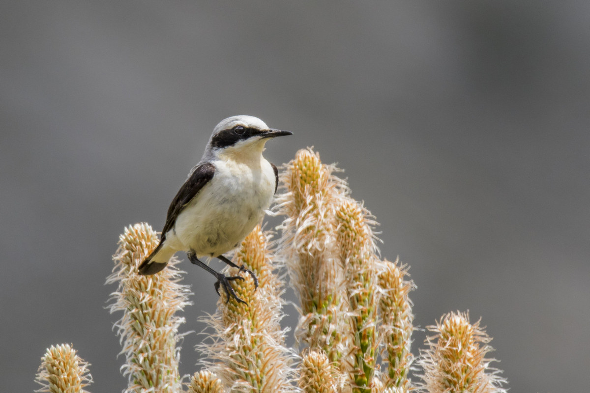 Wheatear