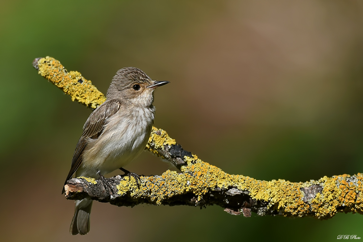 Flycatcher (Muscicapa striata)