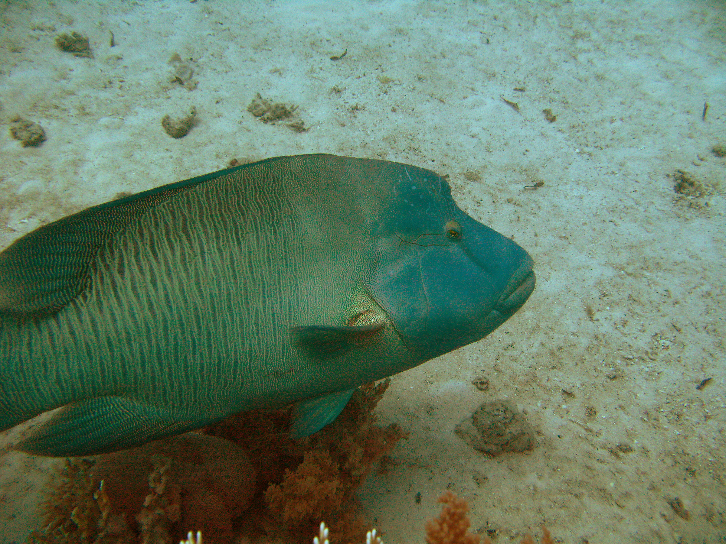Pesce Napoleone (1)