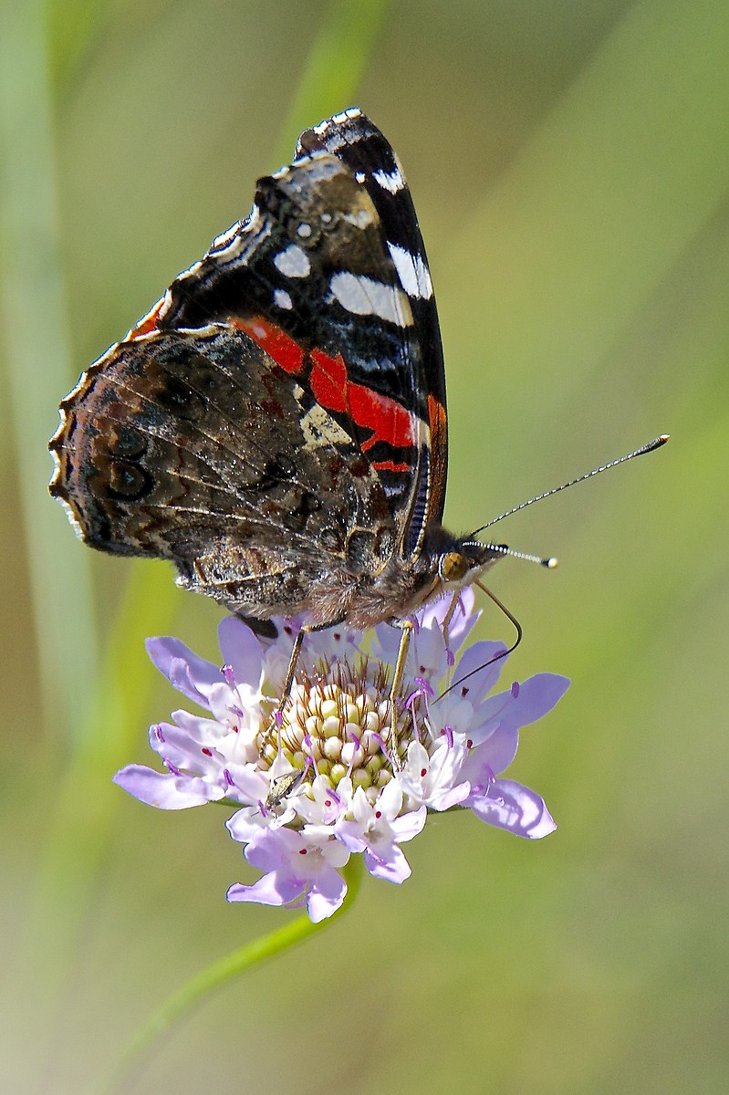 Vanessa atalanta