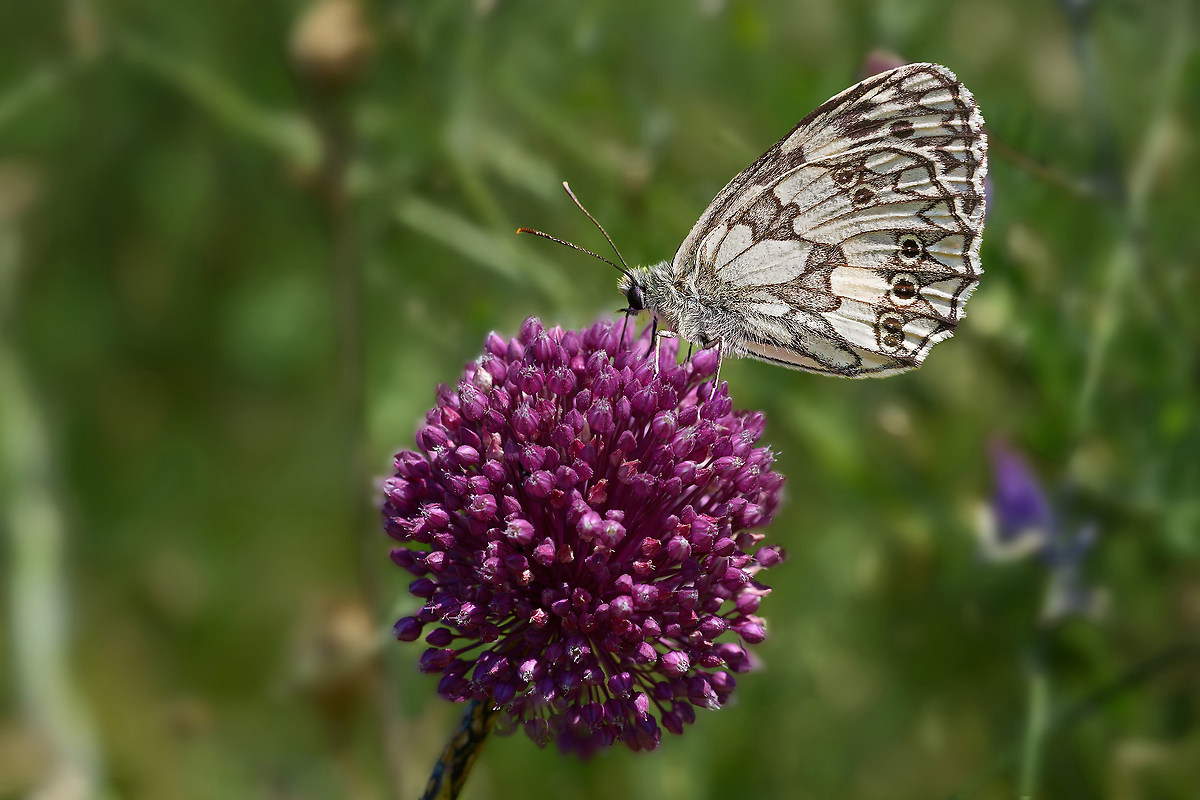 Melanargia Galathea sul pallone