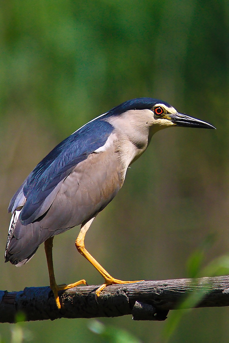 Night Heron