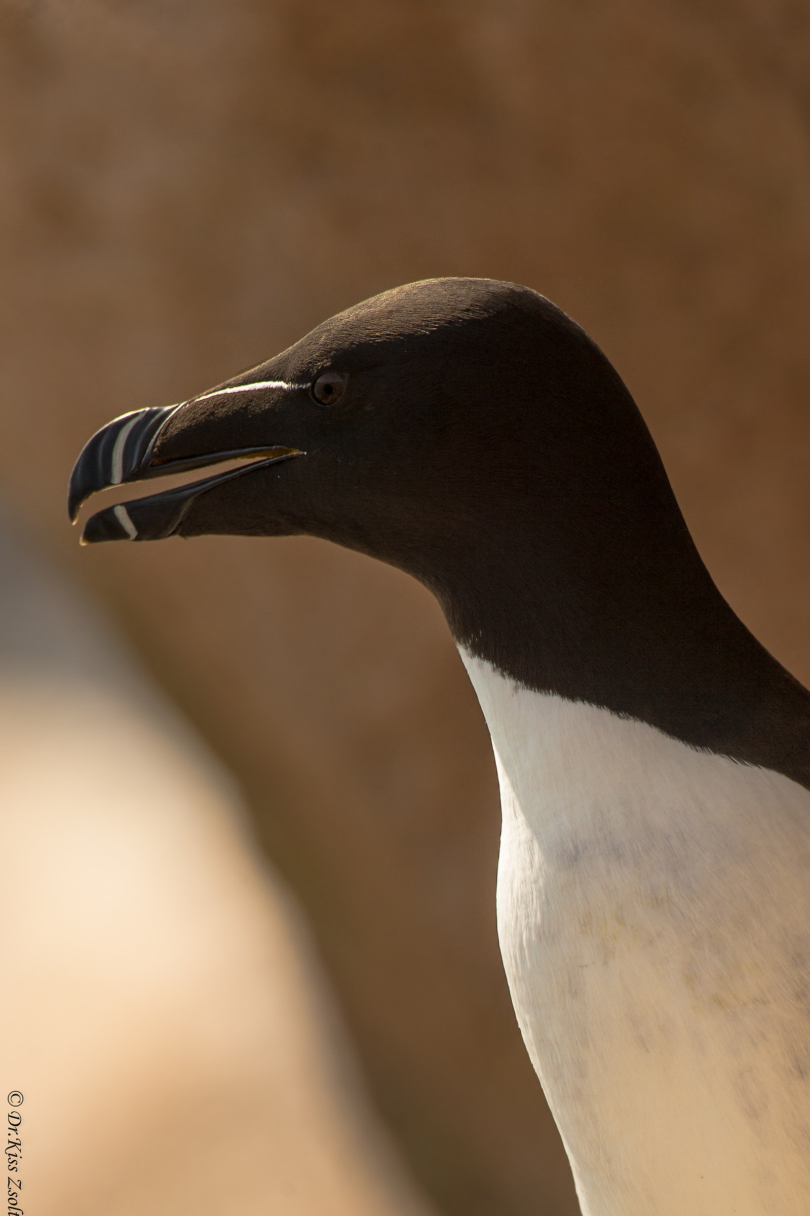 Razorbill portrait