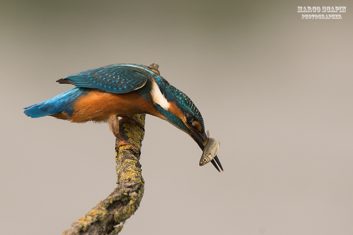 Martino juv pescatore