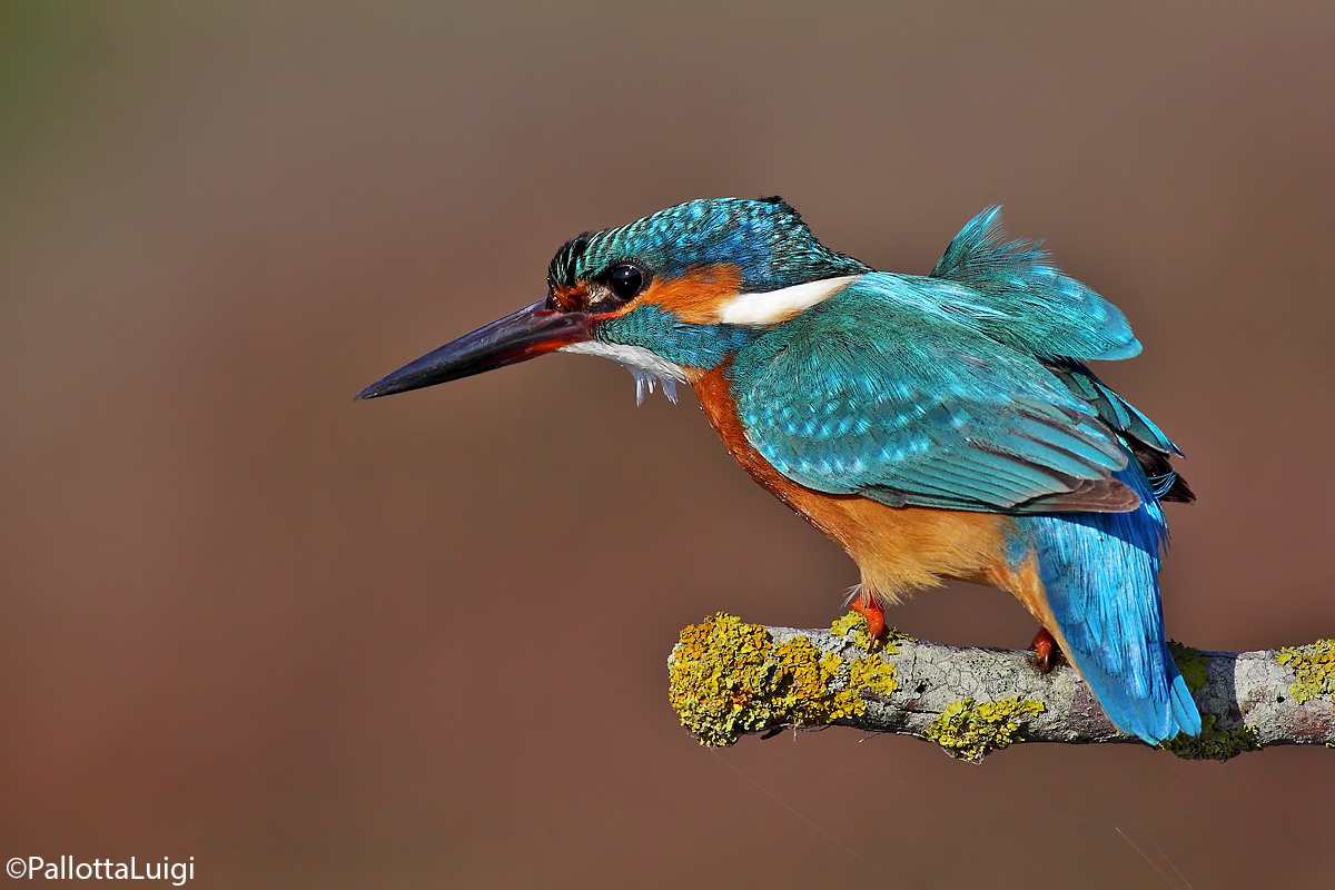 Kingfisher (Alcedo atthis)