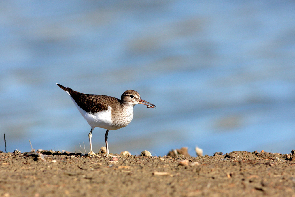 Sandpiper