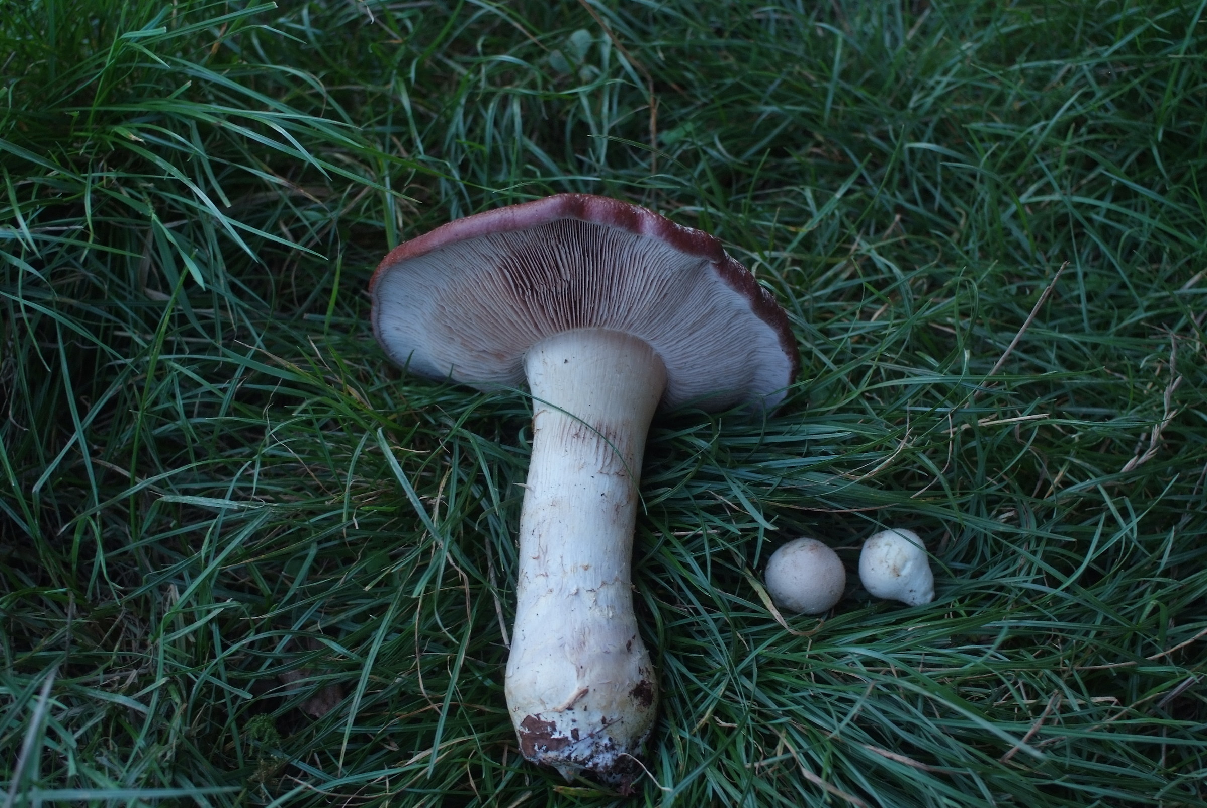 Cortinarius praestans