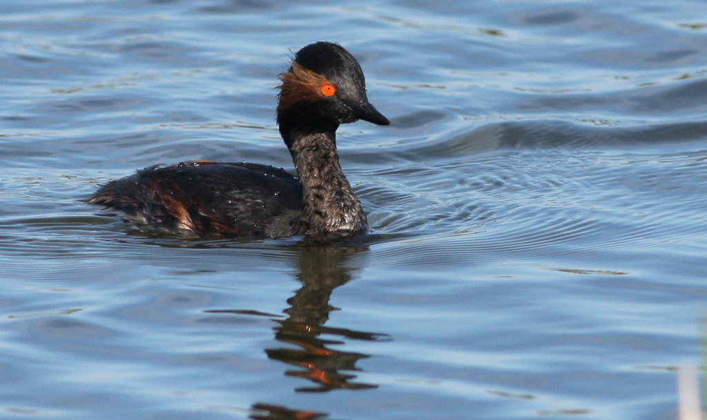 Black-necked Grebe