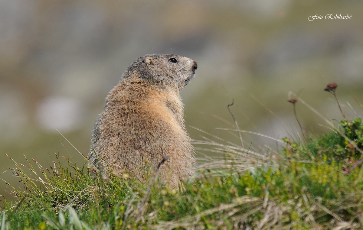 Marmotta di schiena...