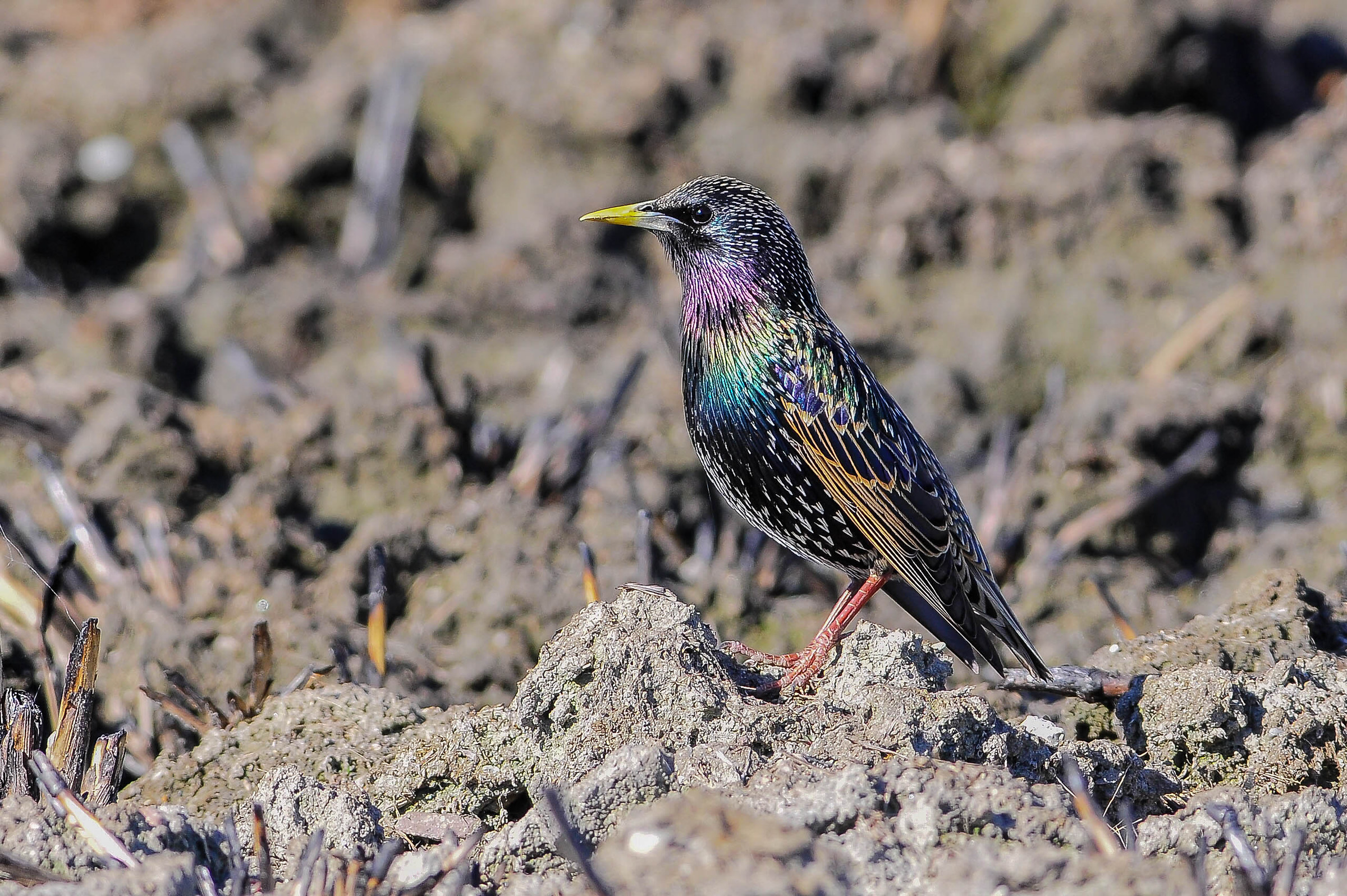 Storno in livrea riproduttiva