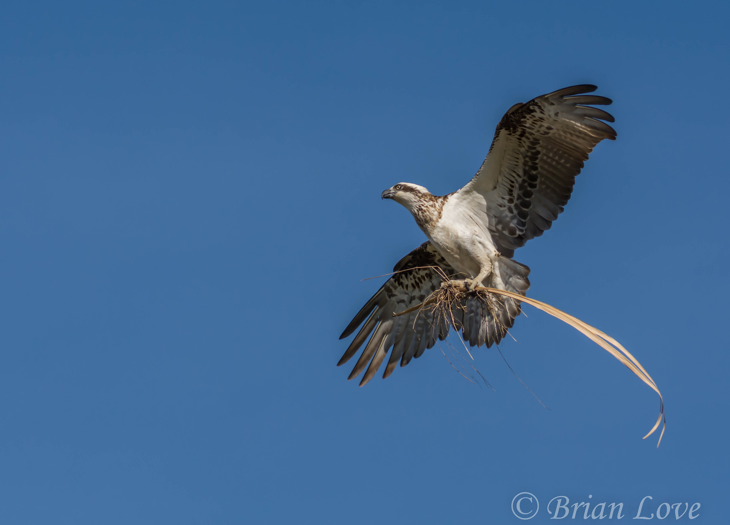 Qualcosa per il nido