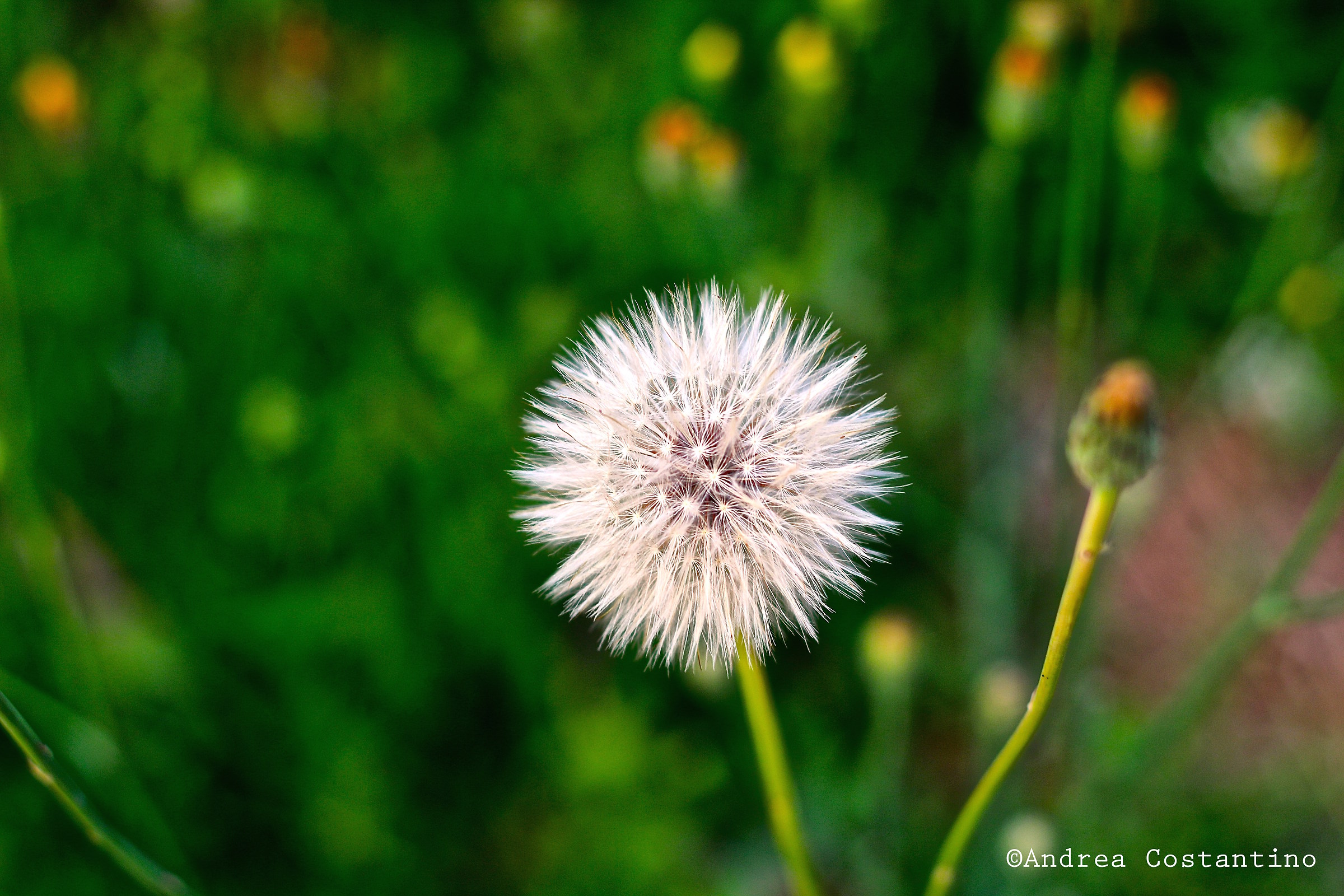 First shots with the 50mm 1.8