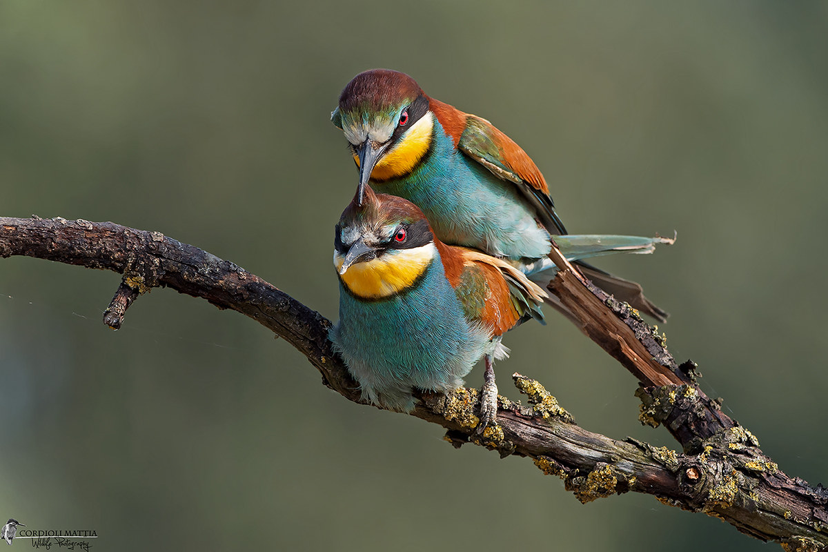 love is the color of a rainbow