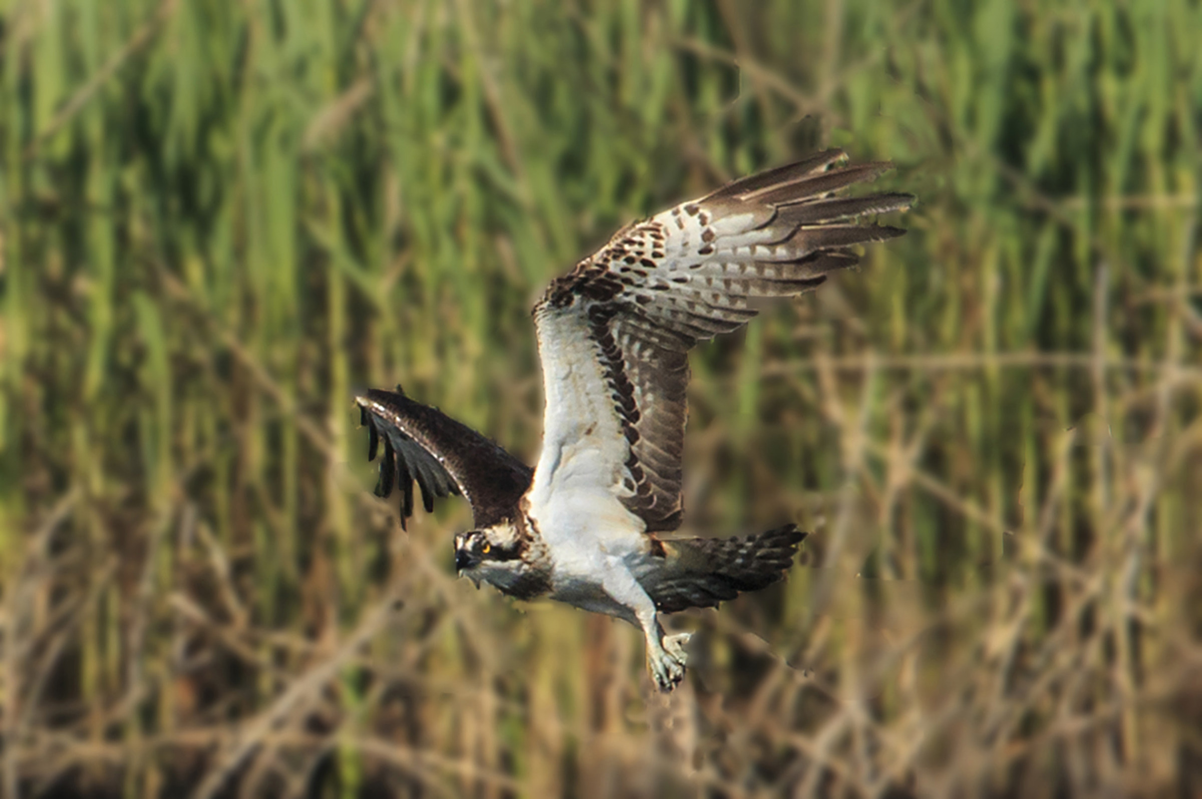 Osprey in flight.