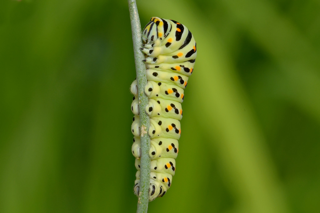 bruco di Papilio Machaon