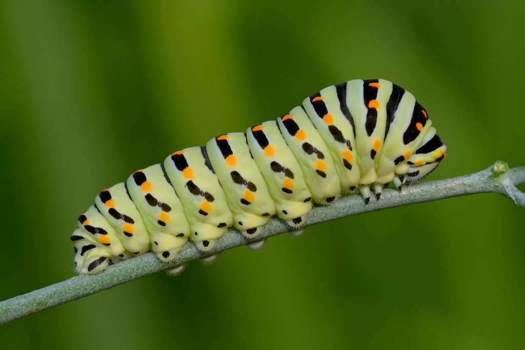 bruco di Papilio Machaon