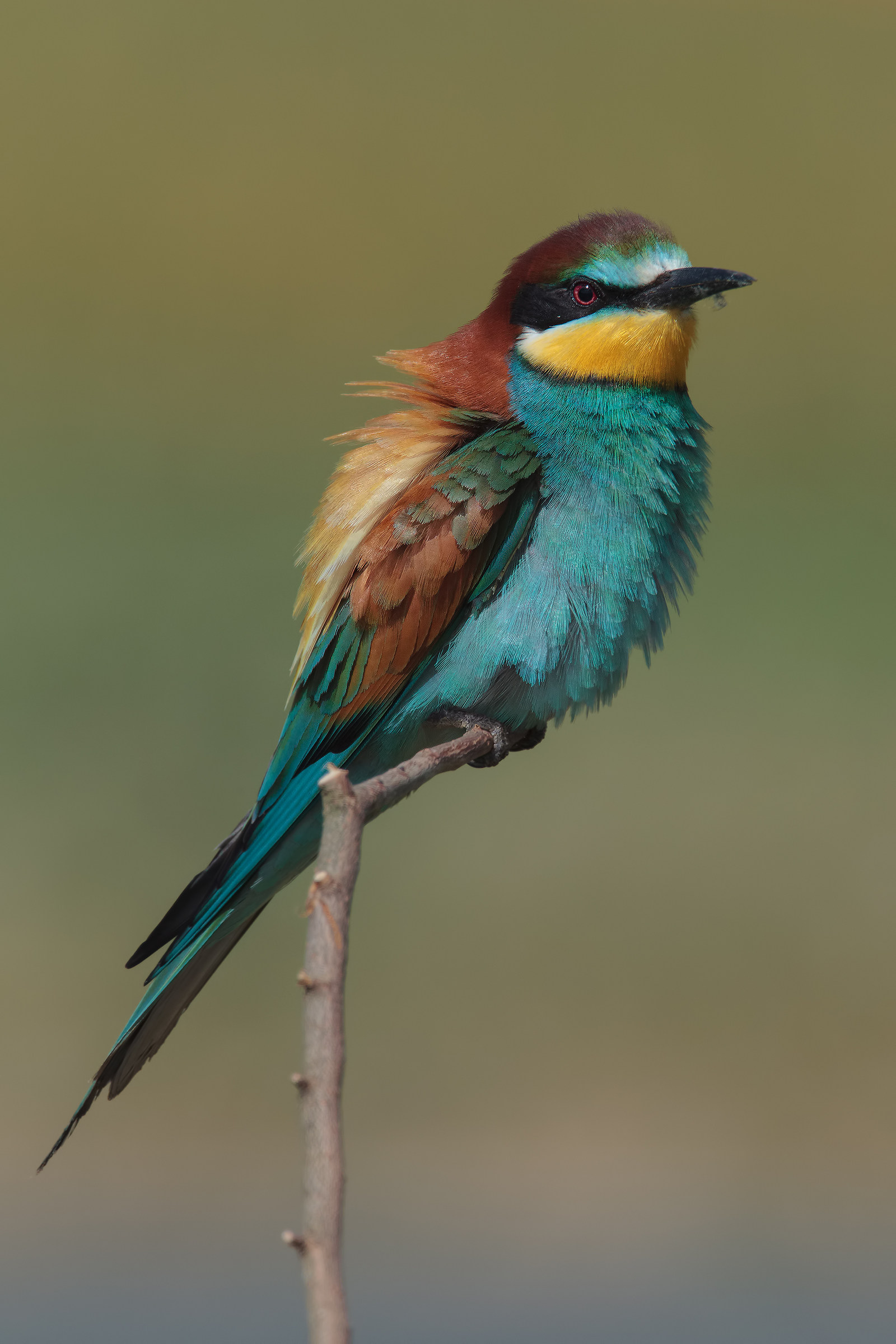 Gruccione Super hd .. !!