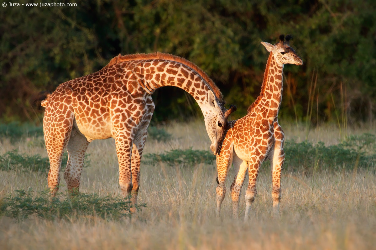 Giraffa camelopardalis (Giraffa), 015256