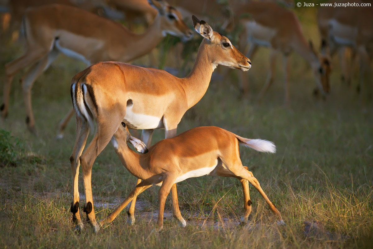Impala (Impala), 014738