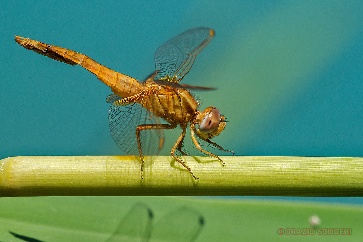 Dragonfly