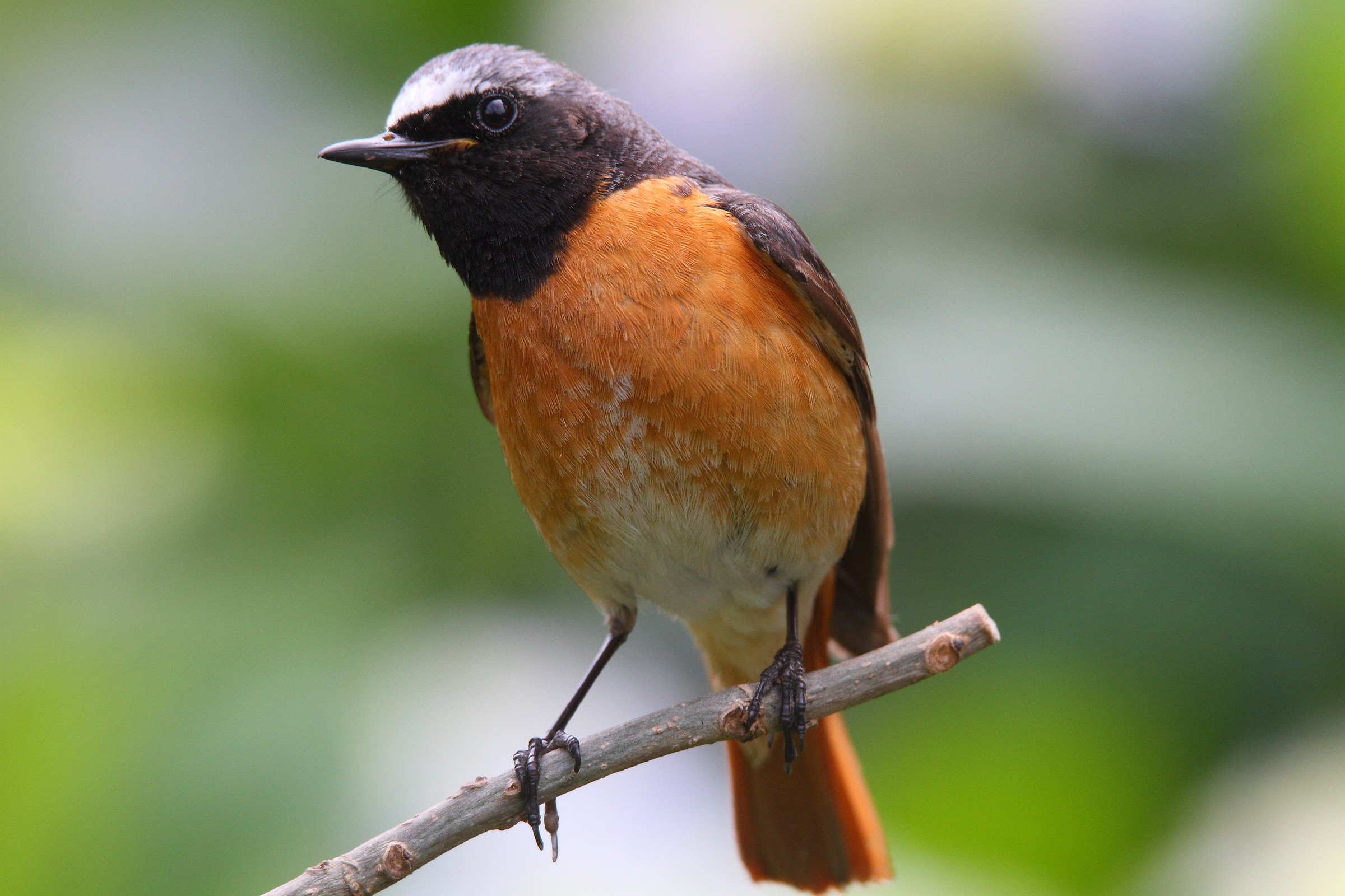 redstart