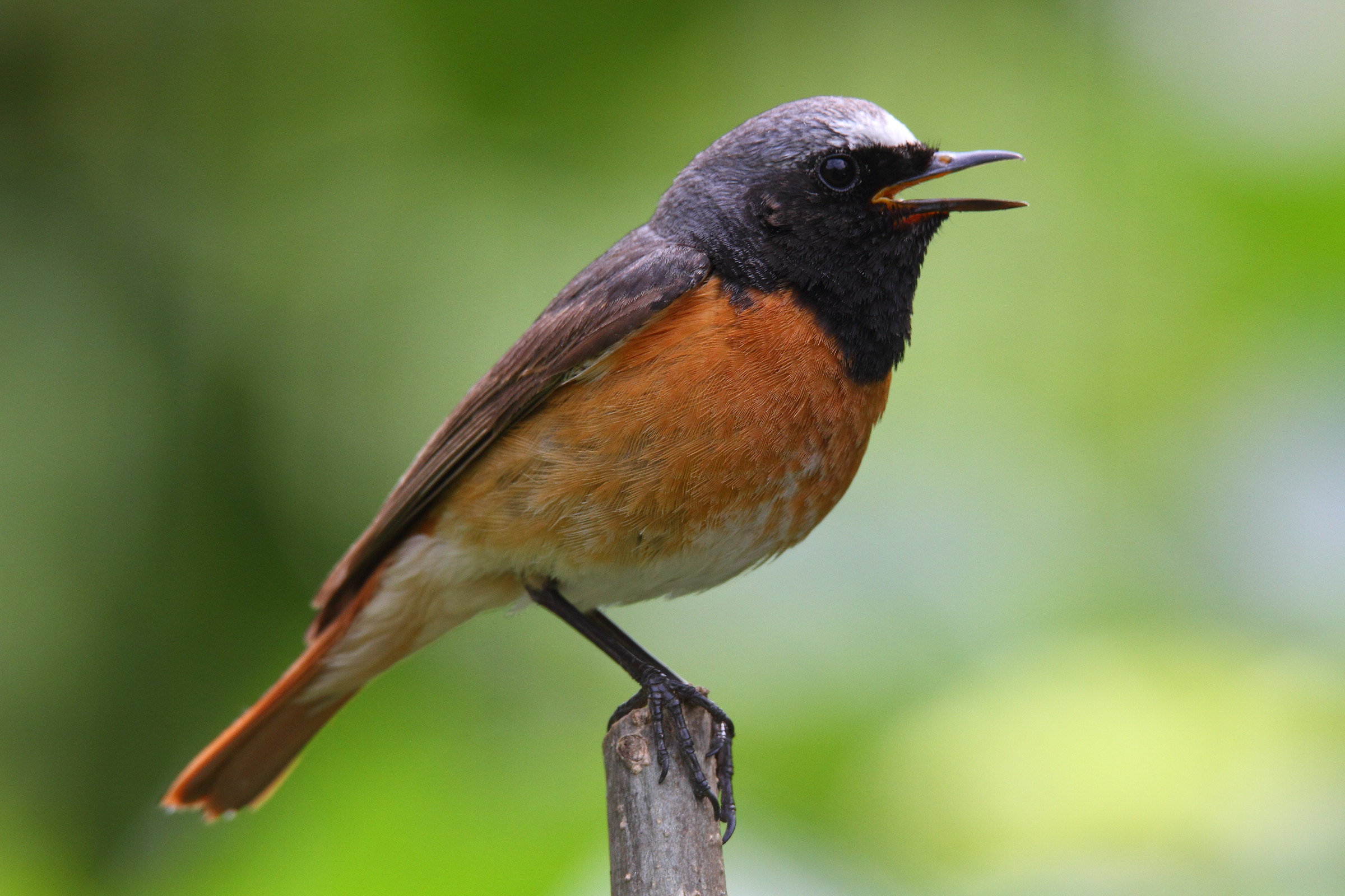 redstart singing