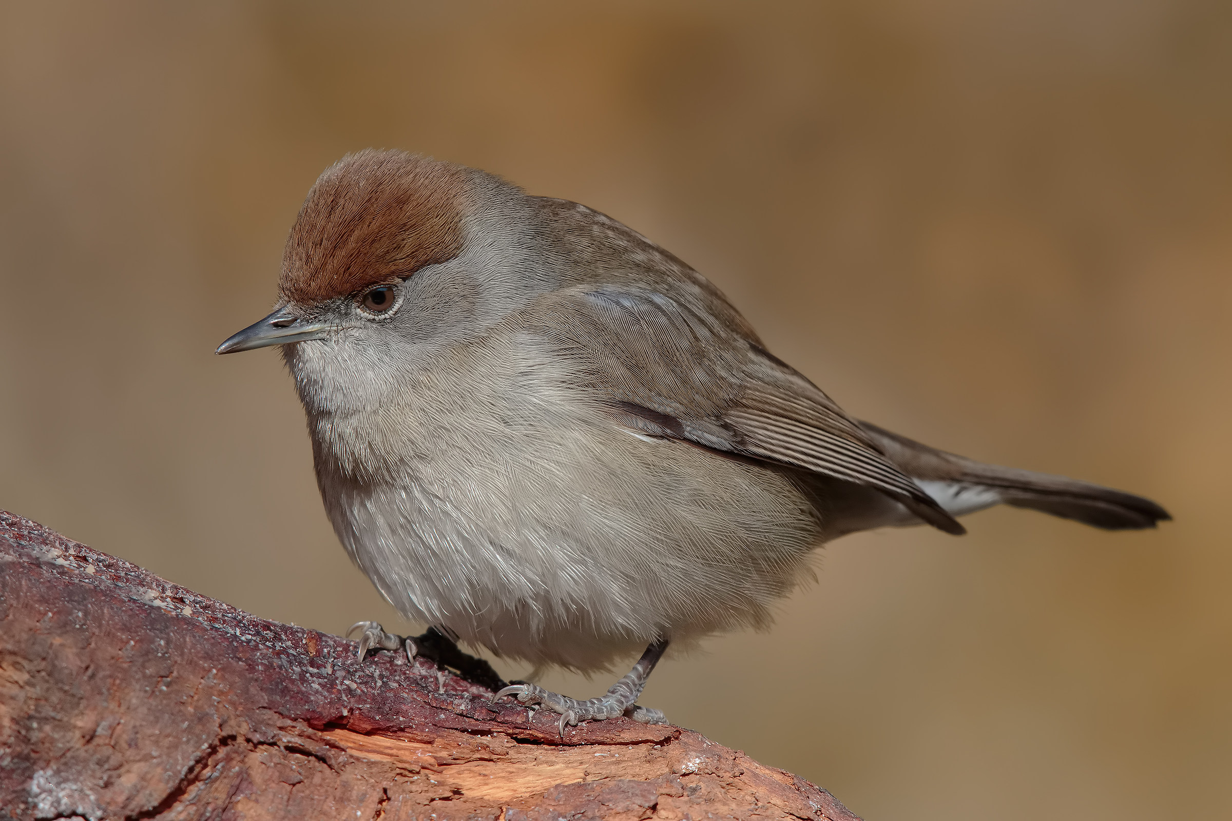 Touch me ..... I am soft .. !!!